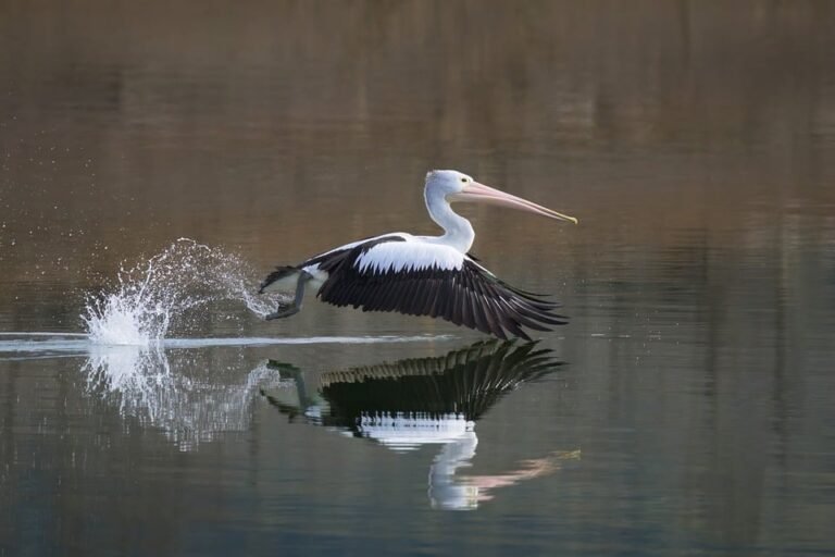 Senior_Fitness_Routines